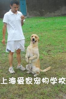 拉不拉多犬训练故事