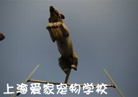 上海宠物学校