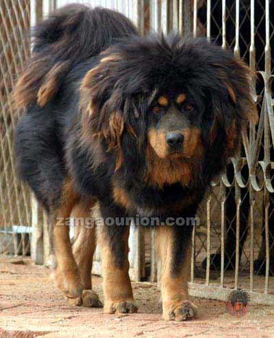 上海爱家宠物训练学校专业藏獒犬训练