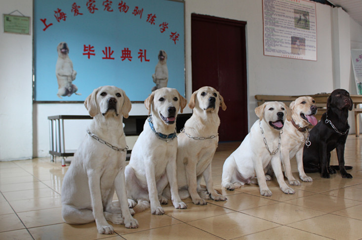 狗狗训练中心