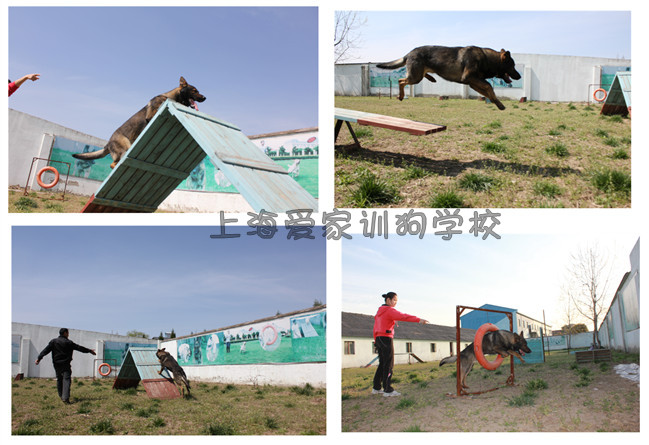 狗狗训练 狗狗培训