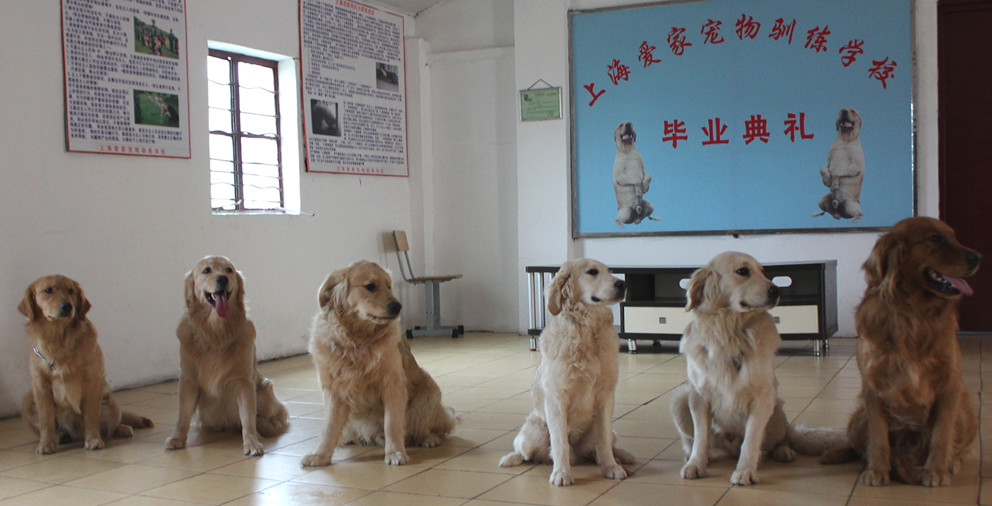 训犬基地 训犬学校