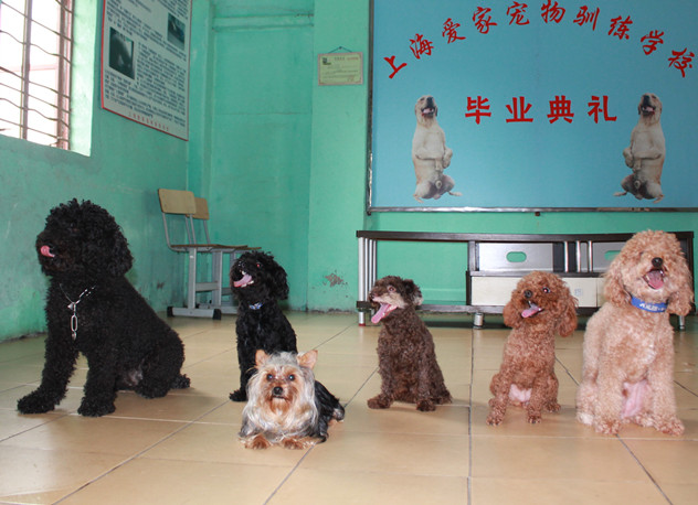 训狗学校 上海训狗基地