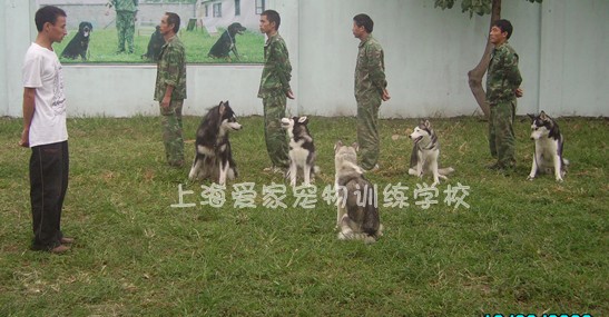 狗狗培训 狗狗学校