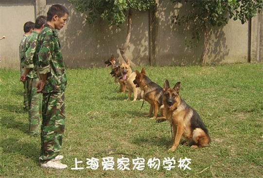 警犬训练 军犬训练 警犬 