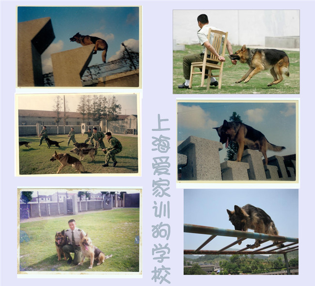 上海训犬学校 上海爱家训犬学校