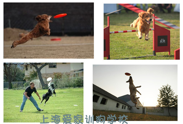 宠物学校 上海爱家宠物学校